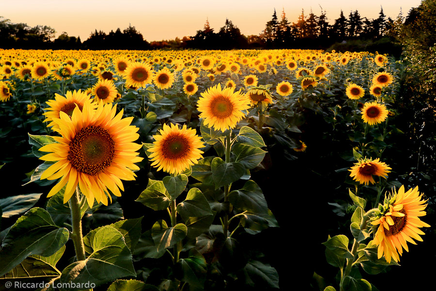 RICCARDO LOMBARDO - Girasoli